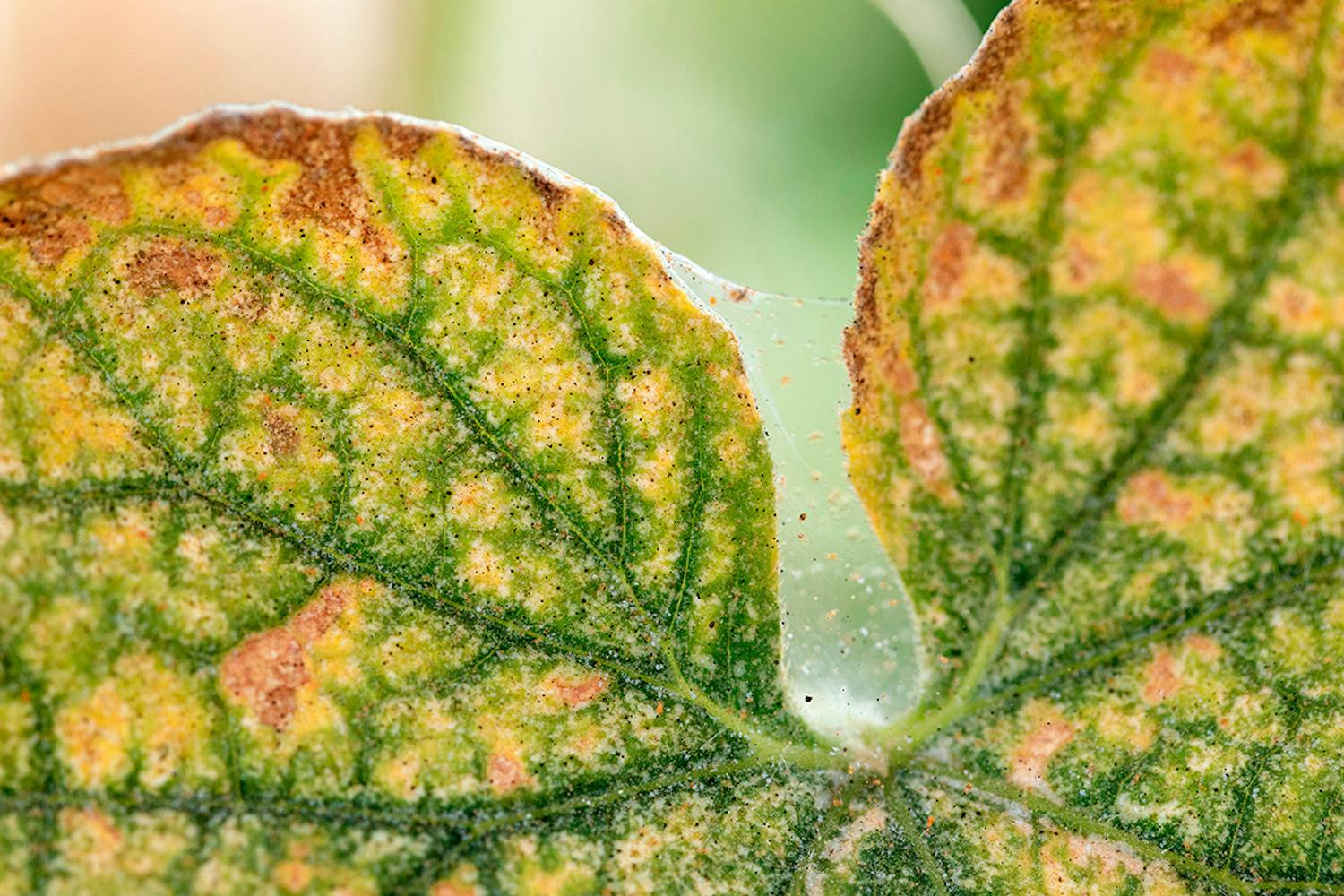 Spinnkvalster Spinnkvalster på blad